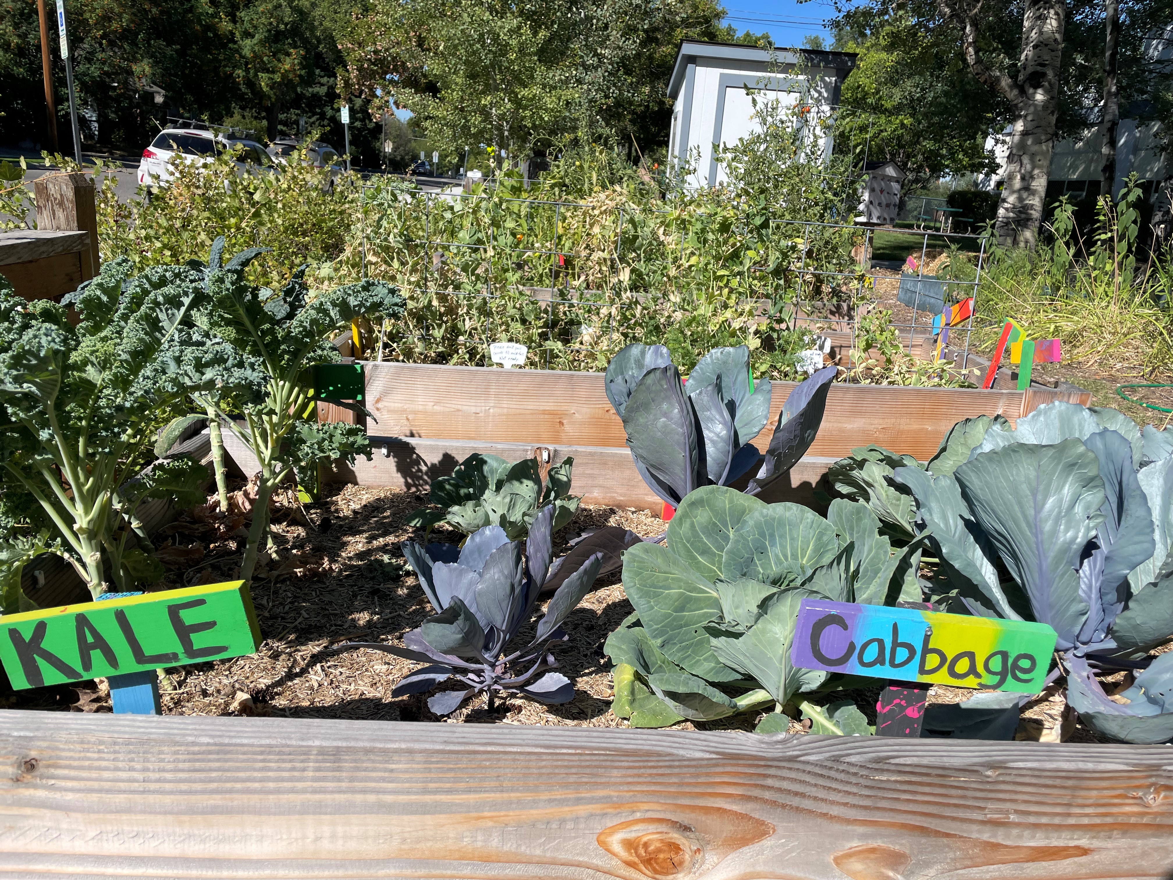 Iving Garden – School Garden Boxes at end of August